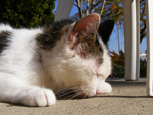 [2008_110900132.jpg]