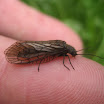 A. Schlammfliegen Imago Förchensee Neu 2..jpg