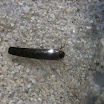 Köcherfliegenlarve Leptoveridae 1 im Köcher Mosalb 2.jpg