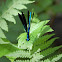 Ebony Jewelwing