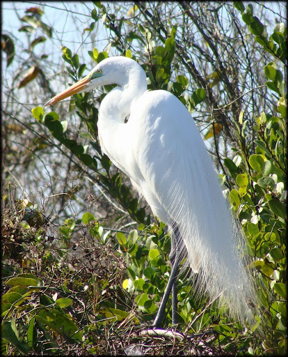 http://lh4.ggpht.com/_kwQNCqCi_5c/SWO99UkXjMI/AAAAAAAAAy8/aDbkPfTwxlM/s512/everglades2.JPG