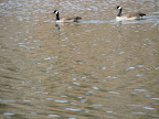 Geese Paparazzi