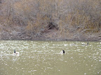 more geese....