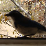 Hurt Bluebird - 2009