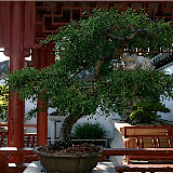  &ndash; Montreal - Jardín Chino