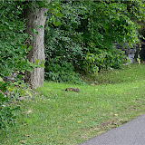  &ndash; Ottawa - Paseo por Canal Rideau , castor saliendo a pasear
