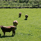  &ndash; Vacas pastando