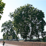  &ndash; Murallas - Lucca
