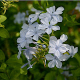  &ndash; Flor en la Alhambra