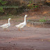 DSC02987.JPG