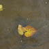 DSC03017.JPG