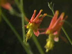 Columbine Flowers from The Magic of Wildflowers Relaxation Video