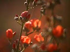 Globe Mallow