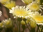 Desert Dandylion Flowers