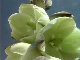 Yucca Flowers