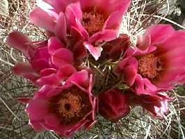 Prickley Pear Cactus Flowers