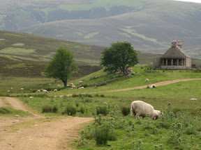 lots of sheep grazing in the hills