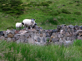 some sheep keeping an eye on us.  todd swears he saw a sheep that was really mad at him one day, "he had horns and a look."  however, most sheep scattered as soon as they saw us.
