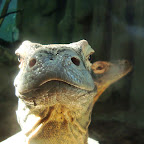 Stare ZOO Poznań