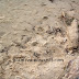 Shameful Tanjung Aru Beach- Hitz.fm Natalie Cares