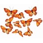 10 butterflys