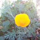 California Poppy