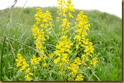 Black Mustard