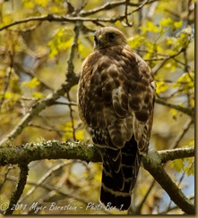 Red-shouldewr hawk  _ROT3437 May 21, 2011 NIKON D3S