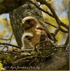 Red-shoulder hawk  & Chick _ROT3449 May 21, 2011 NIKON D3S