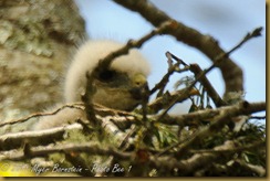 Red-shouldewr hawk chick _ROT3432 May 21, 2011 NIKON D3S Red-shouldewr hawk chick _ROT3432 May 21, 2011 NIKON D3S