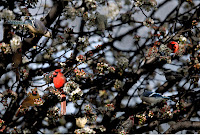 bloosoms with birds-1.jpg