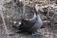 Galapagos (169).JPG