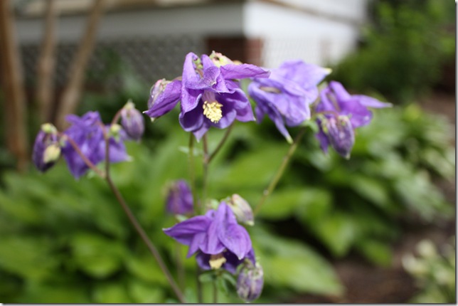 Columbine