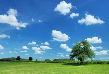 [pohon[5].jpg]