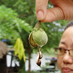 July RTC-Agarwood