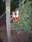Two of her favorite things: Miu Miu heels and grapevines. Two of her favorite things: Miu Miu heels and grapevines.