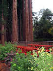 Wet picnic area surrounded by redwoods at Beauregard. Wet picnic area surrounded by redwoods at Beauregard.