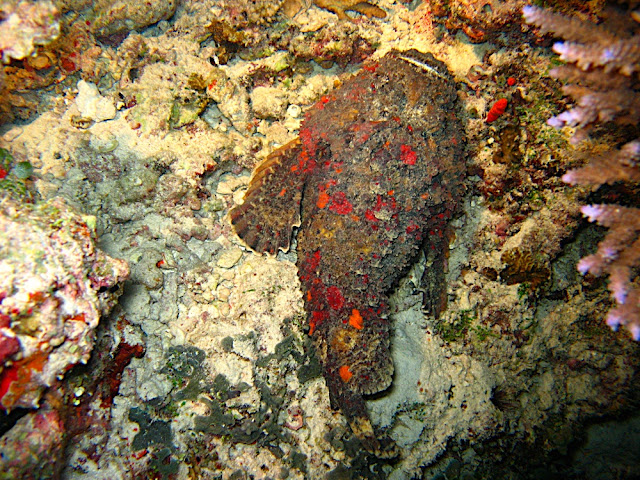 Histoire de poissons - Partie 1