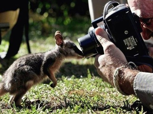 animales-camara (4)