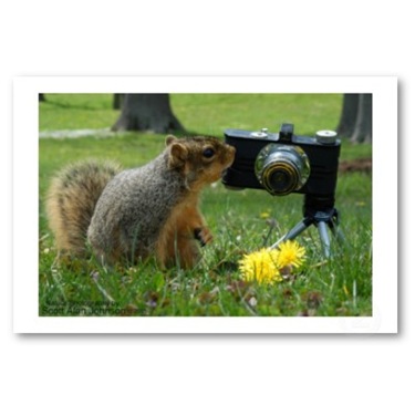 animales-camara (8)
