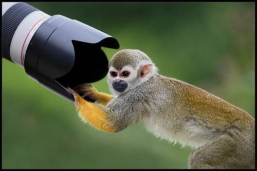 animales-camara (10)