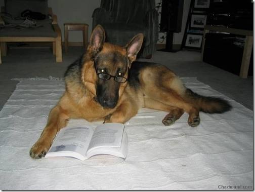 perros (62)
