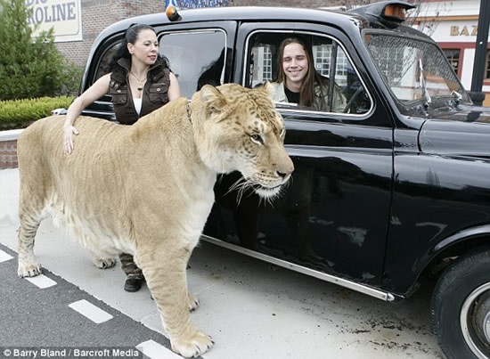 [Hercules-liger4[2].jpg]