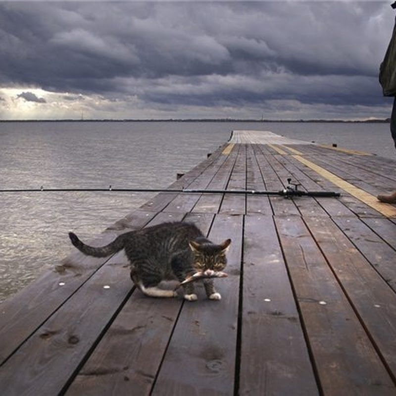 Fotos de gatos con pescados