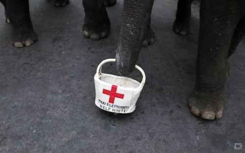 1264393842_elephants_help_03