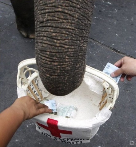 [1264393862_elephants_help_0412.jpg]