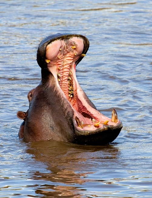 [Hippo-Yawn[2].jpg]