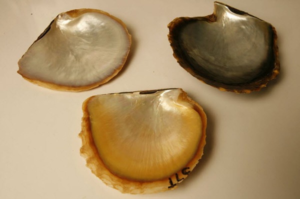 1285310940_doseng.org_10