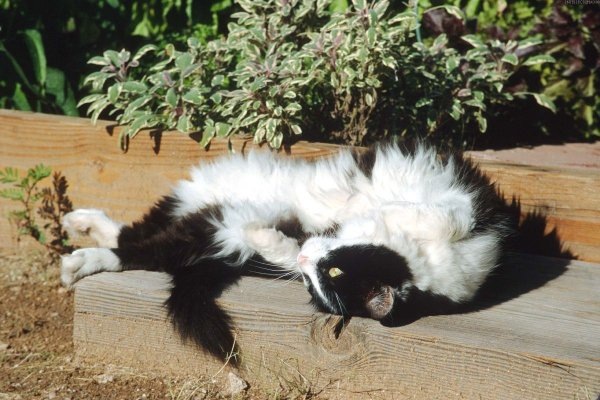 [0 - gatitos elgallinero.blogspot.com (54)[2].jpg]