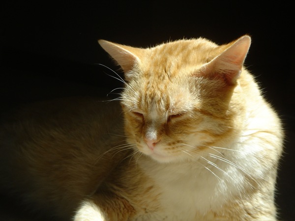 [1z - gatos divertidos (3)[2].jpg]
